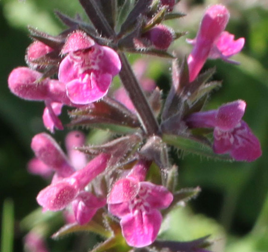 Stachys sylvatica